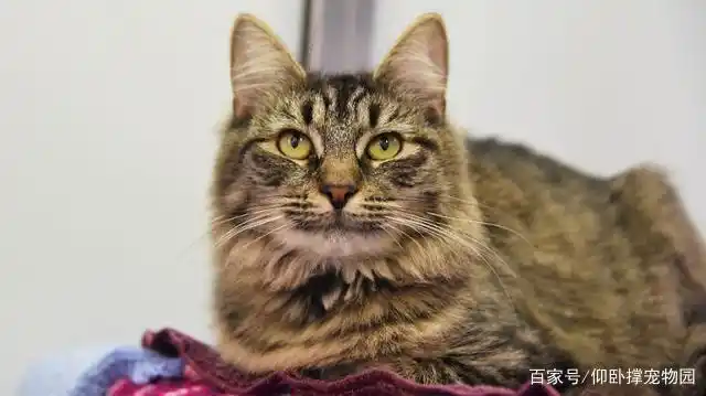 猫艾滋病 流浪猫 预防措施_猫艾滋病 噩梦 生日会放鸽子_猫咪身上有伤口要警惕猫艾滋