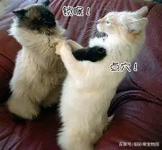 猫艾滋病 噩梦 生日会放鸽子_猫艾滋病 流浪猫 预防措施_猫咪身上有伤口要警惕猫艾滋
