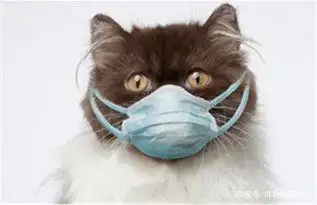猫艾滋病 噩梦 生日会放鸽子_猫咪身上有伤口要警惕猫艾滋_猫艾滋病 流浪猫 预防措施