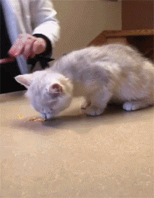猫艾滋病 噩梦 生日会放鸽子_猫咪身上有伤口要警惕猫艾滋_猫艾滋病 流浪猫 预防措施