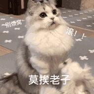 猫艾滋病 噩梦 生日会放鸽子_猫咪身上有伤口要警惕猫艾滋_猫艾滋病 流浪猫 预防措施