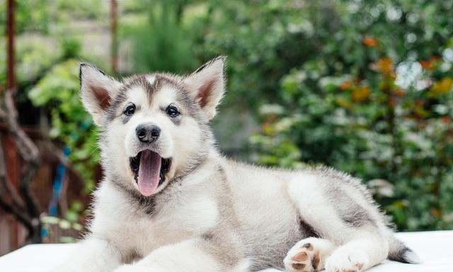 影响狗狗训练的因素有哪些？家里有爱宠的来看看吧！-派特超人-宠物