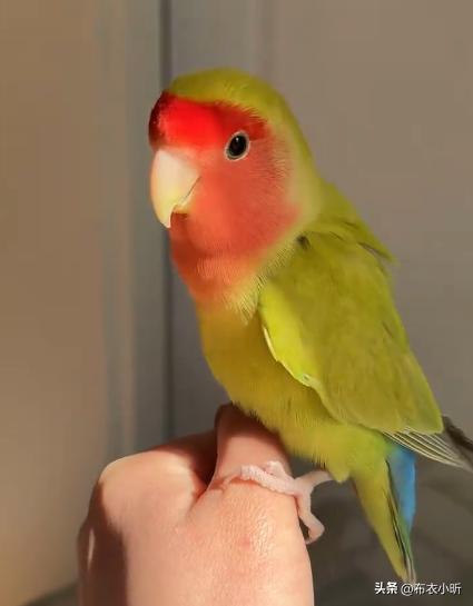 鹦鹉开口说话前的三个信号，一旦错过悔恨终身！-派特超人-宠物