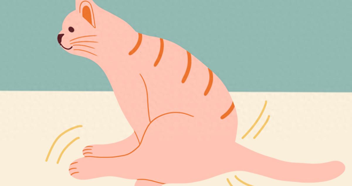 培森家园小科普：猫猫肛门腺的那些事儿-派特超人-宠物