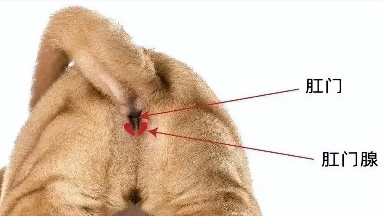 猫咪肛门腺发炎：挤腺体教学图解_猫咪肛门腺挤压_猫咪肛门腺疾病