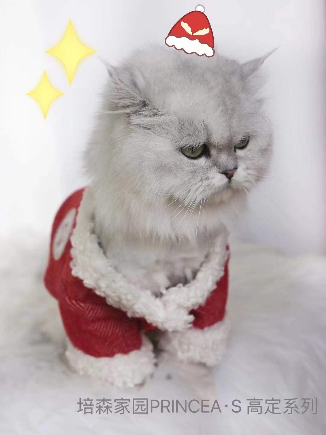 猫咪肛门腺疾病_猫咪肛门腺挤压_猫咪肛门腺发炎：挤腺体教学图解
