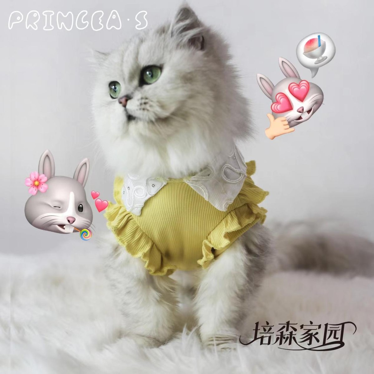 猫咪肛门腺疾病_猫咪肛门腺挤压_猫咪肛门腺发炎：挤腺体教学图解