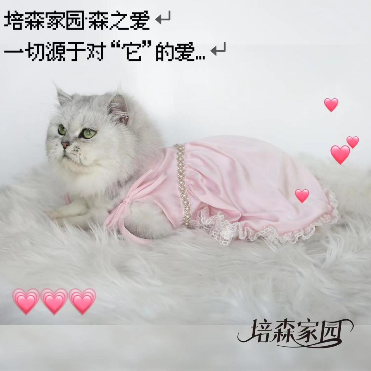 猫咪肛门腺发炎：挤腺体教学图解_猫咪肛门腺挤压_猫咪肛门腺疾病