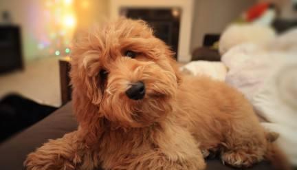 为什么狗狗会的出现咳嗽的情况?这些原因和解决方法-派特超人-宠物