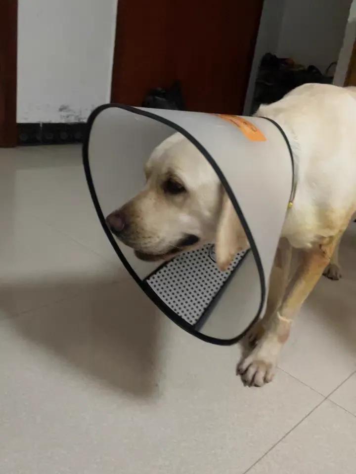 3招彻底解决狗皮肤病，患病症状+治疗方法-派特超人-宠物