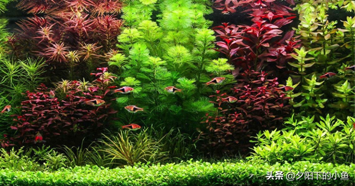 养水草养鱼时不免会有意外发生,5种常备品,您都准备了吗-派特超人-宠物