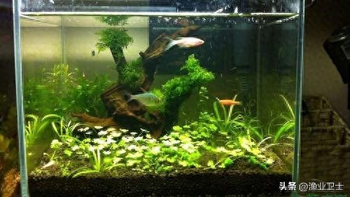 鱼缸长褐藻说明水质怎么样?草缸爆褐藻说明什么?看完你就清楚了-派特超人-宠物