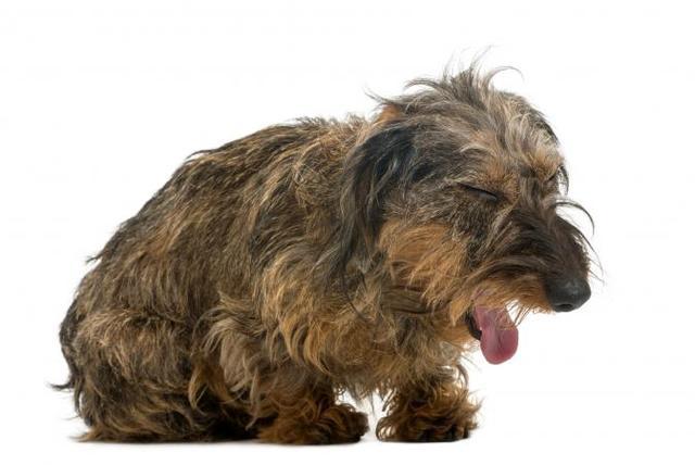 狗狗呼吸异常或咳嗽，有可能是犬瘟、流感、外伤
