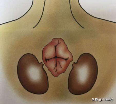 猫咪肛门腺发炎：挤腺体教学图解_猫咪肛门腺炎治疗_猫咪肛门腺堵塞原因
