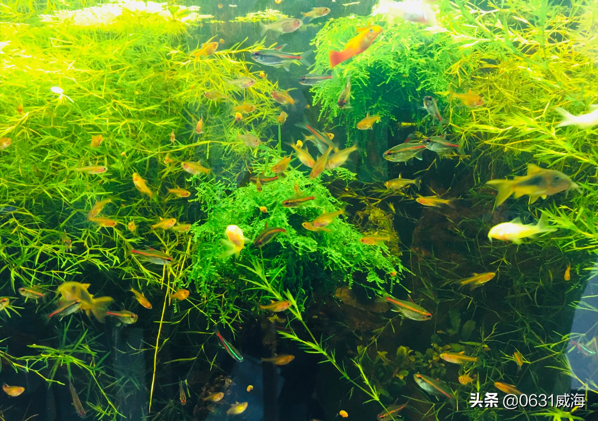 孔雀鱼苗死亡原因分析_鱼苗换水注意事项_鱼缸水流太强的鱼类伤害