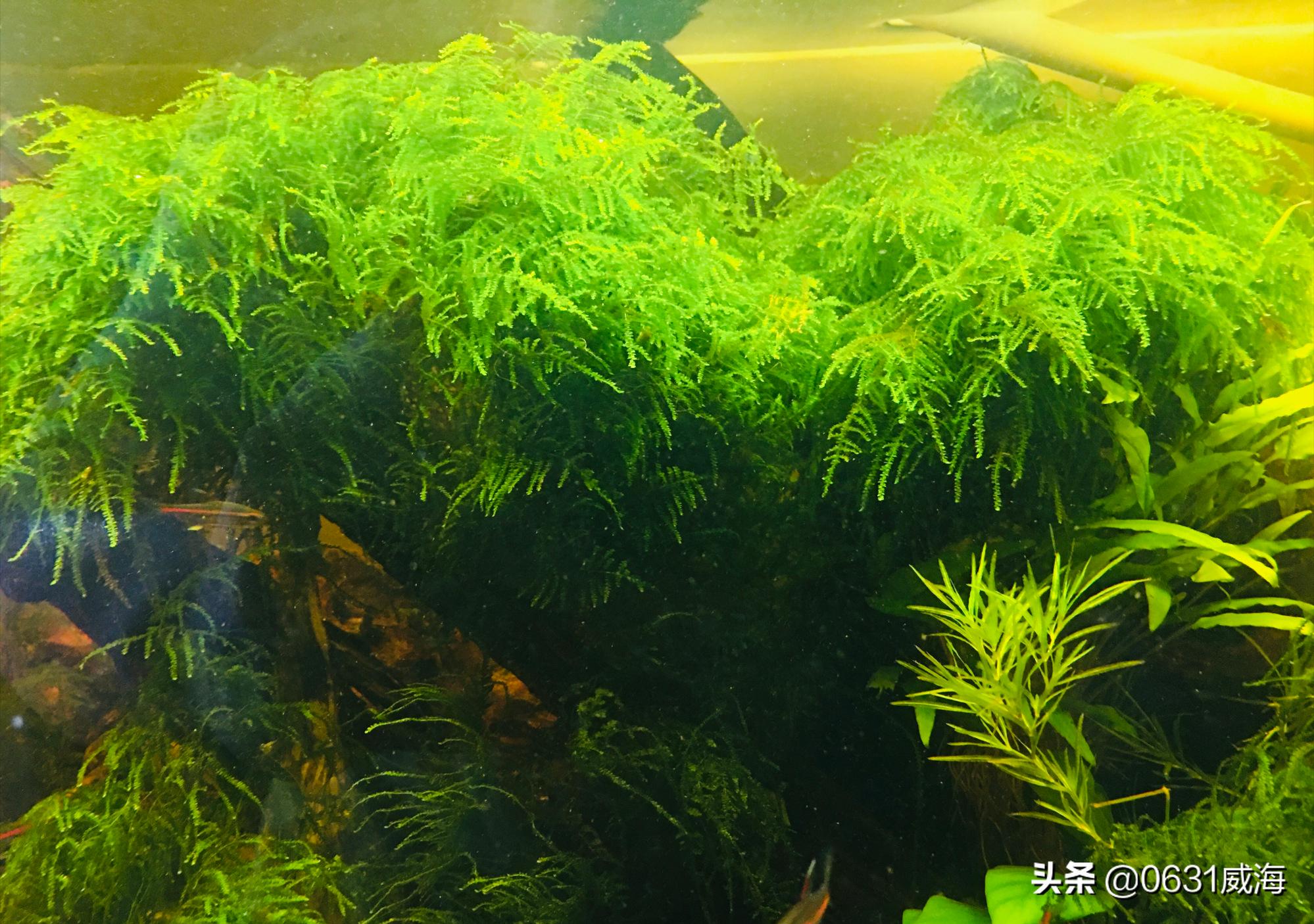 孔雀鱼苗死亡原因分析_鱼缸水流太强的鱼类伤害_鱼苗换水注意事项