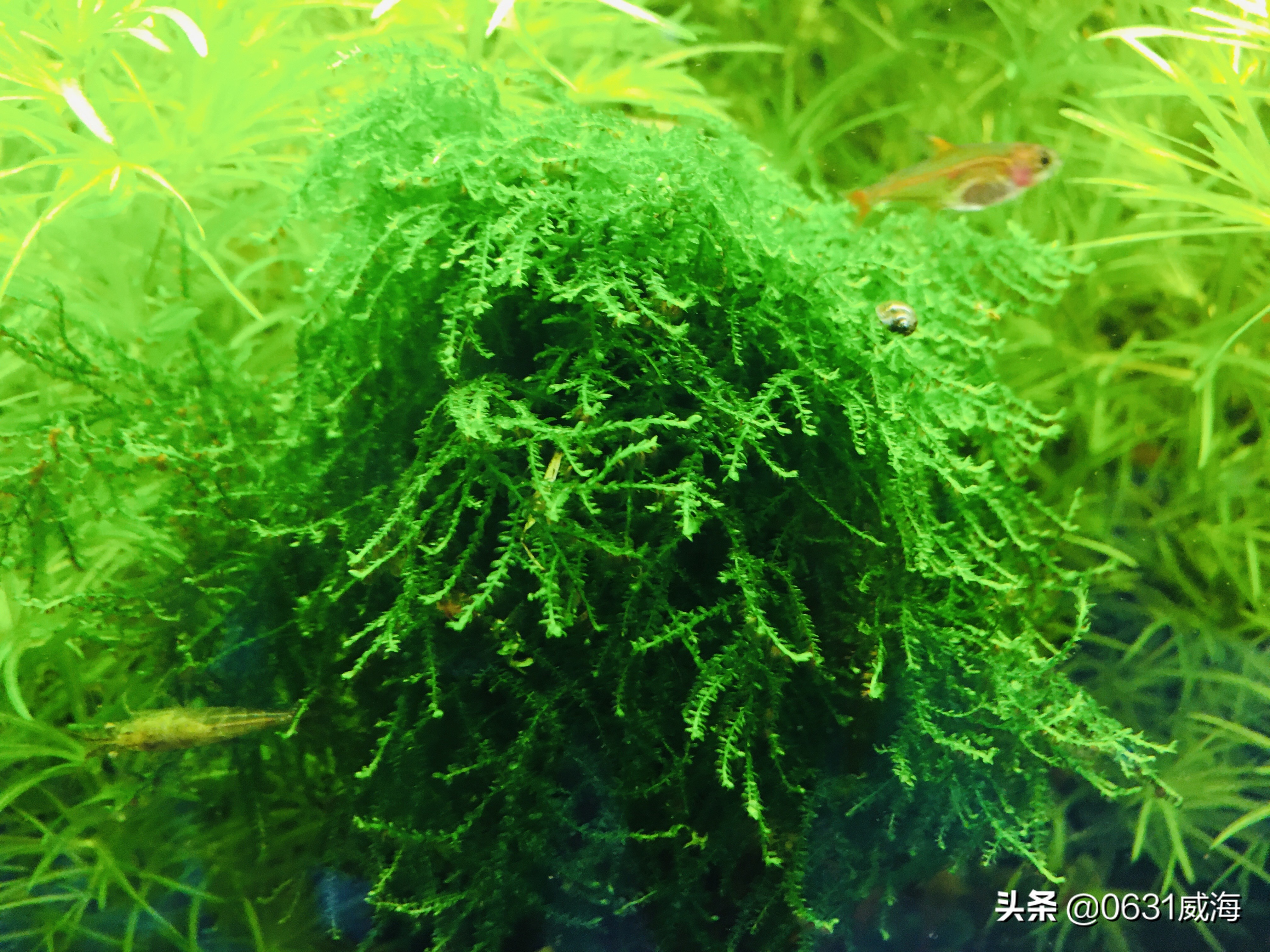 孔雀鱼苗死亡原因分析_鱼缸水流太强的鱼类伤害_鱼苗换水注意事项