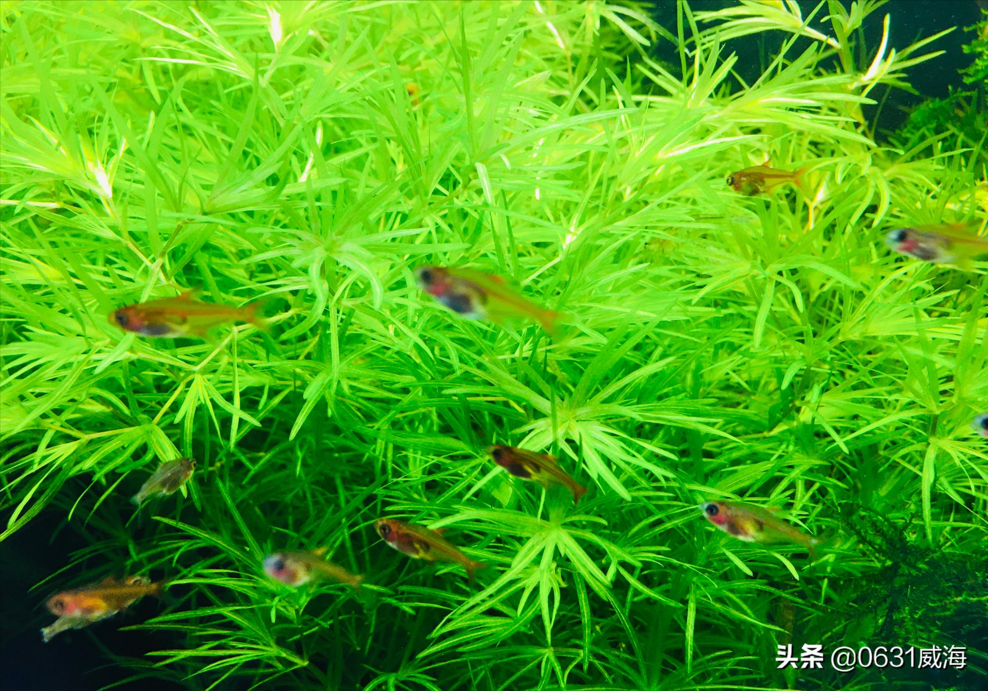 鱼缸水流太强的鱼类伤害_孔雀鱼苗死亡原因分析_鱼苗换水注意事项