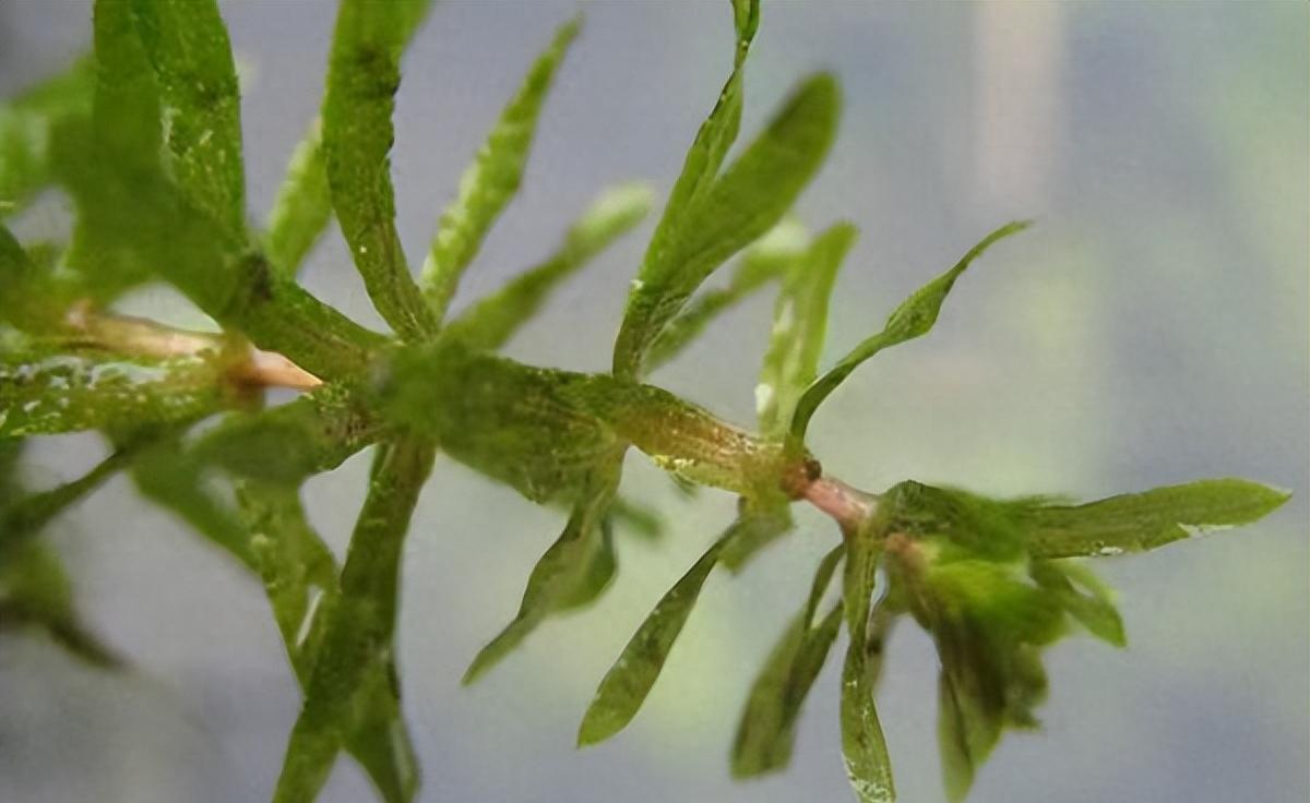 水草养护中的关键细节_水草净化水质作用_淡水虾蟹养殖水草种植