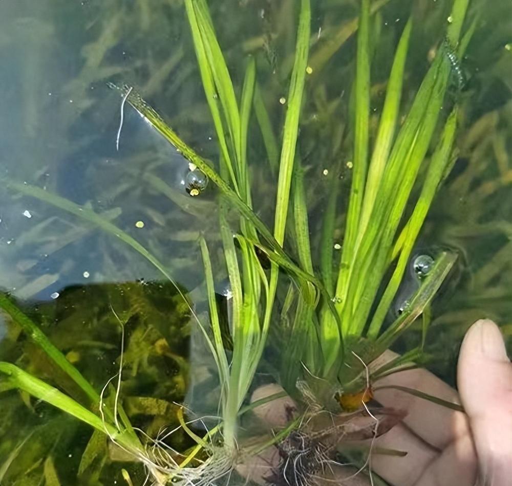 水草养护中的关键细节_水草净化水质作用_淡水虾蟹养殖水草种植