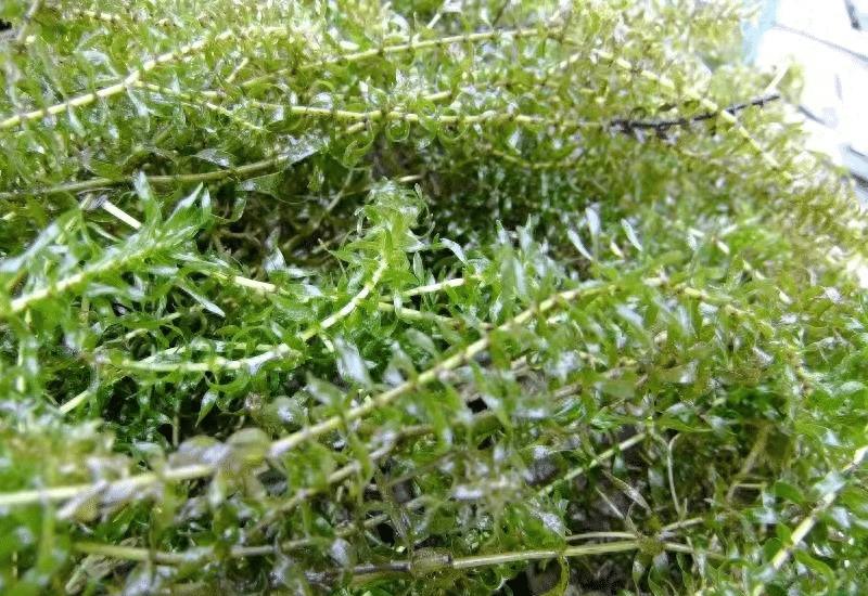 淡水虾蟹养殖水草种植_水草净化水质作用_水草养护中的关键细节