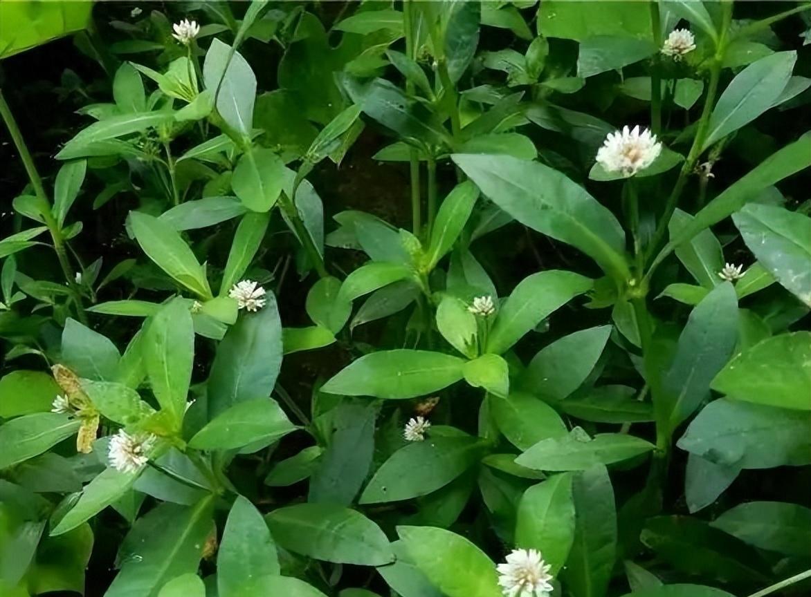 淡水虾蟹养殖水草种植_水草养护中的关键细节_水草净化水质作用