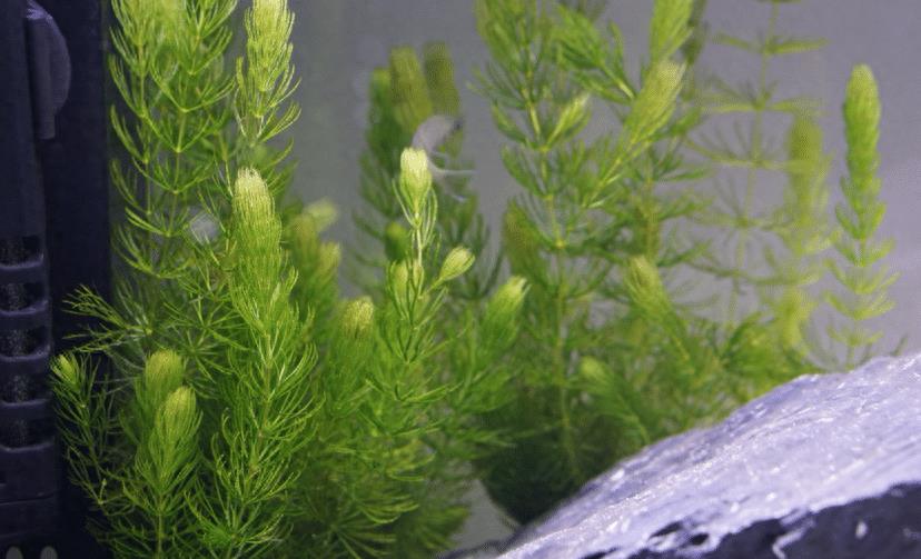 淡水虾蟹养殖水草种植_水草养护中的关键细节_水草净化水质作用