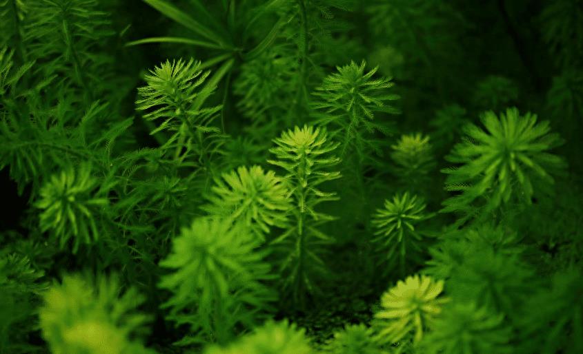 水草净化水质作用_淡水虾蟹养殖水草种植_水草养护中的关键细节