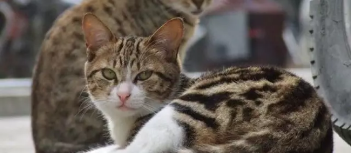 流浪猫:从可爱制造机,到危机携带者-派特超人-宠物