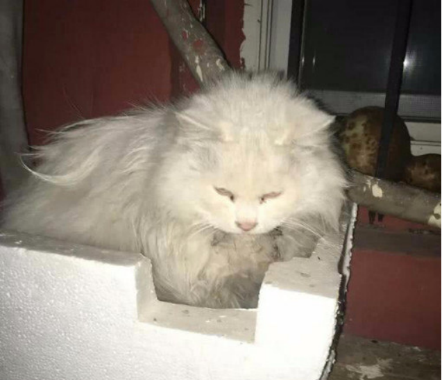 流浪猫对城市环境影响_猫咪身上有伤口要警惕猫艾滋_流浪猫成因分析