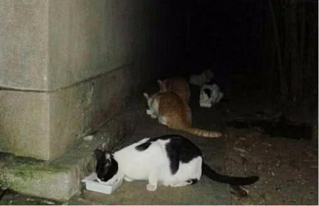 猫咪身上有伤口要警惕猫艾滋_流浪猫成因分析_流浪猫对城市环境影响