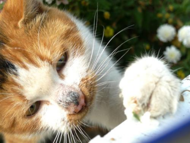 流浪猫对城市环境影响_流浪猫成因分析_猫咪身上有伤口要警惕猫艾滋