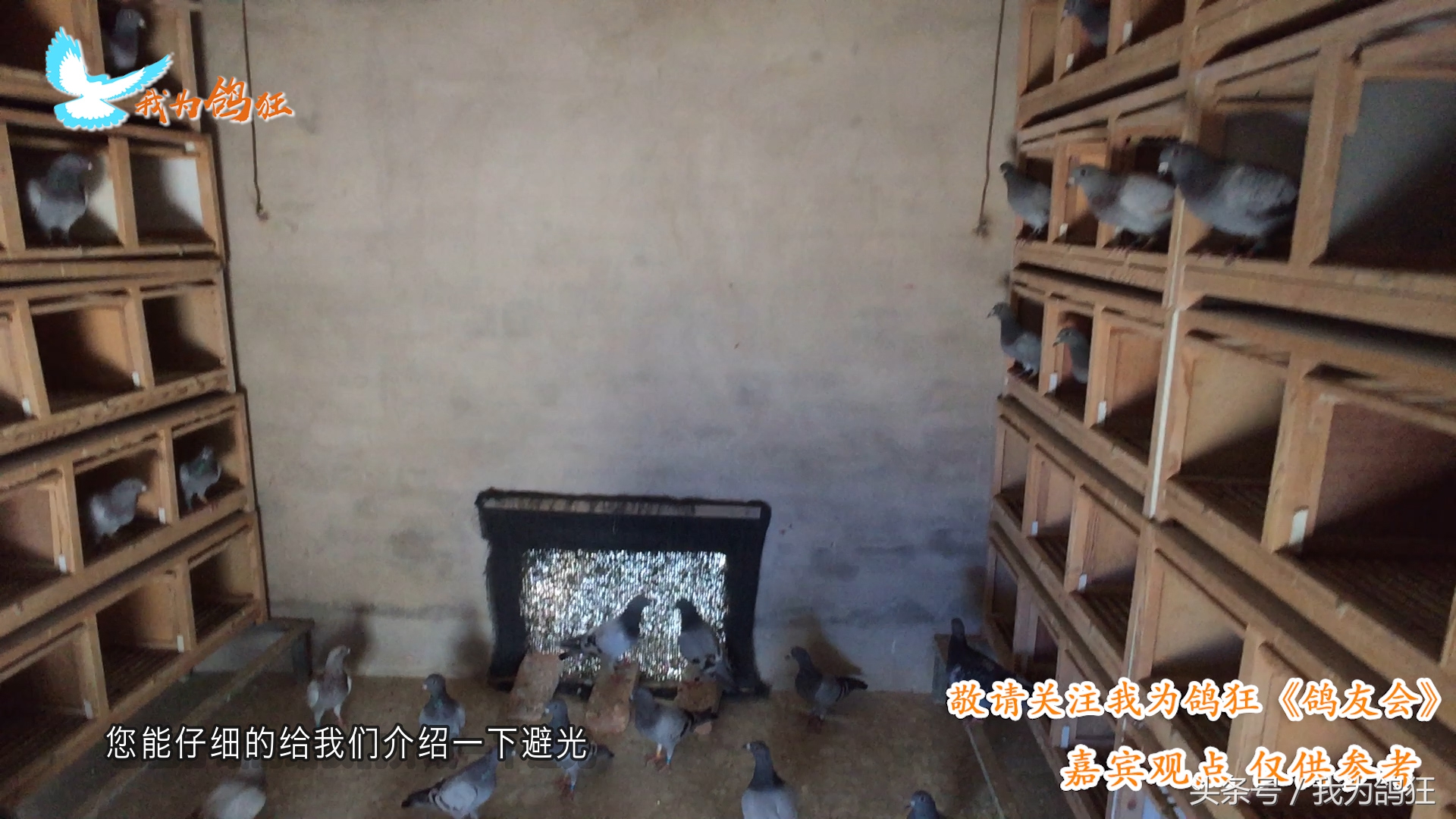 各个赛事屡获殊荣看他在赛前如何给赛鸽做避光和换羽期的调理-派特超人-宠物