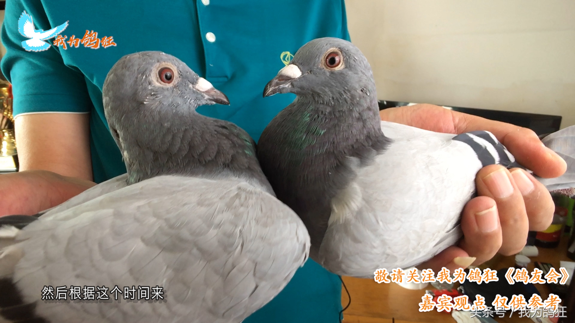 赛鸽换羽避光调理_赛鸽呼吸道护理换羽期_鸟类换羽期的特殊护理要点