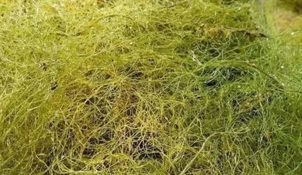 海参养殖水草防控方法_水草养护中的关键细节_海参养殖水草危害