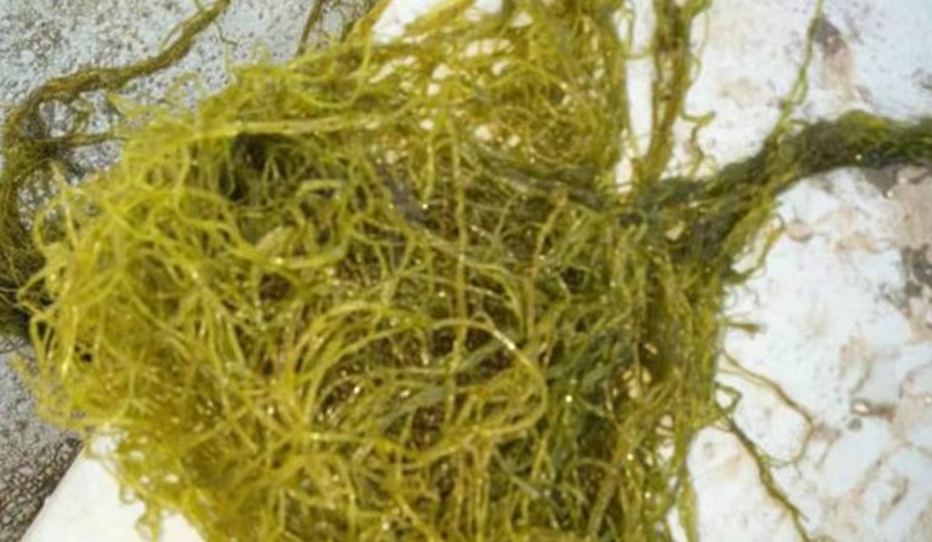 水草养护中的关键细节_海参养殖水草防控方法_海参养殖水草危害