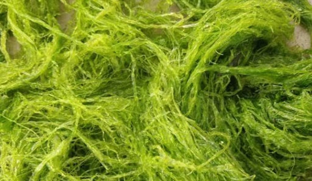 水草养护中的关键细节_海参养殖水草防控方法_海参养殖水草危害