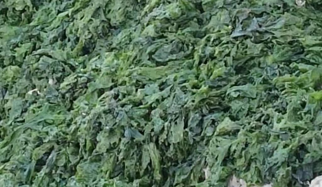 水草养护中的关键细节_海参养殖水草防控方法_海参养殖水草危害