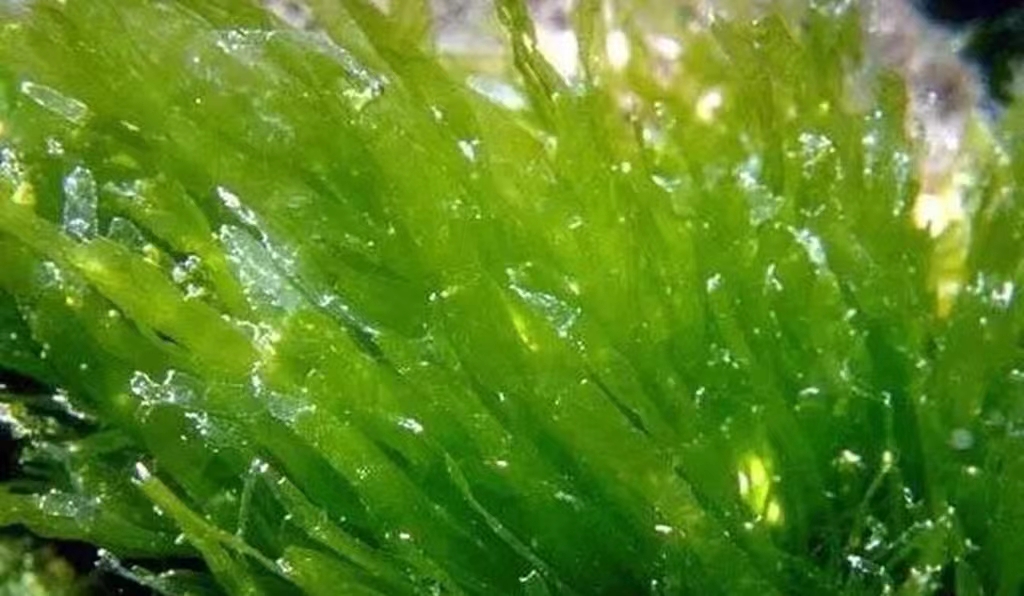 海参养殖水草危害_海参养殖水草防控方法_水草养护中的关键细节
