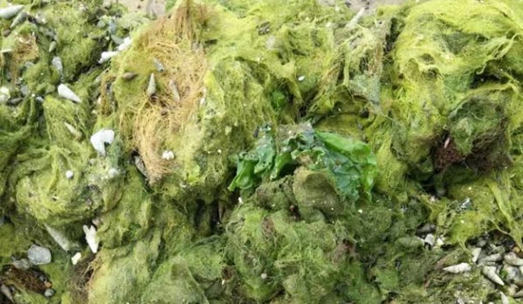 水草养护中的关键细节_海参养殖水草防控方法_海参养殖水草危害