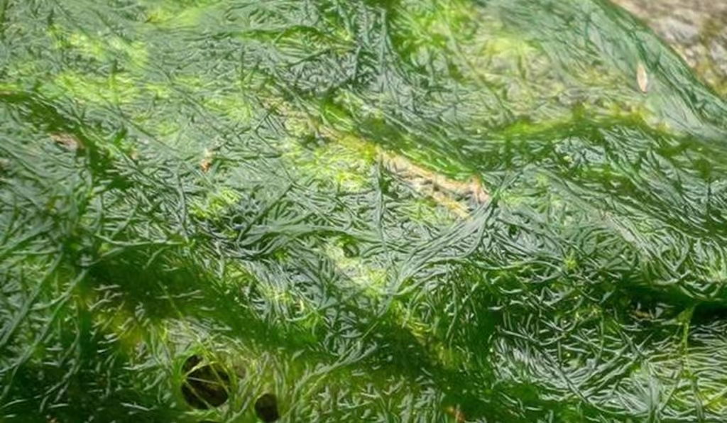 海参养殖水草危害_海参养殖水草防控方法_水草养护中的关键细节