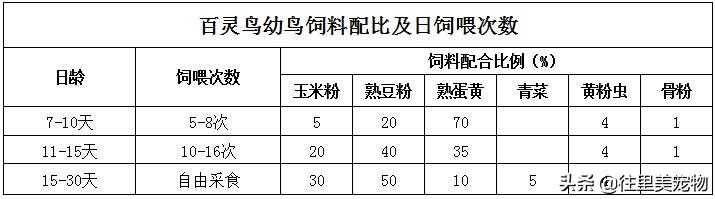 百灵鸟饲养笼具选择_鸟类换羽期的特殊护理要点_百灵鸟日常饲养要点