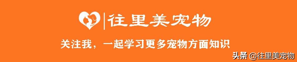 百灵鸟饲养笼具选择_百灵鸟日常饲养要点_鸟类换羽期的特殊护理要点