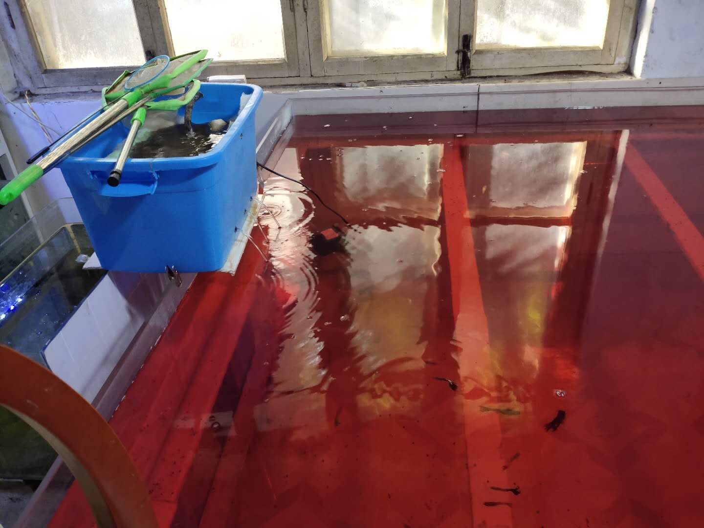 鱼缸使用高锰酸钾注意事项_高锰酸钾观赏鱼消毒使用方法_鱼缸消毒的正确操作流程