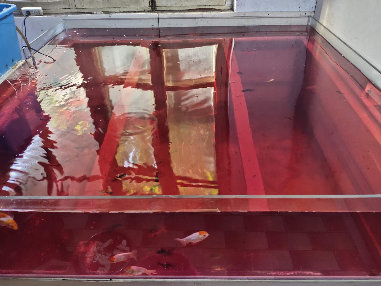 鱼缸使用高锰酸钾注意事项_高锰酸钾观赏鱼消毒使用方法_鱼缸消毒的正确操作流程