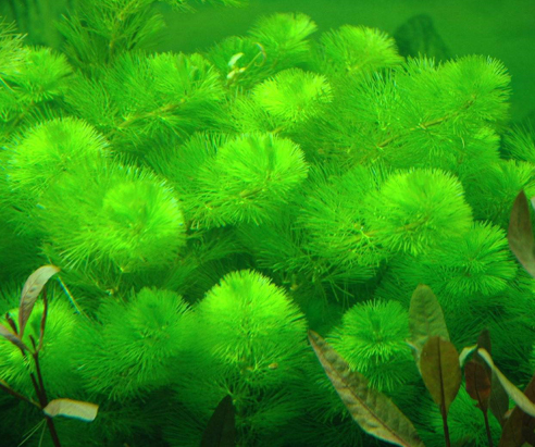 浅说新手养鱼之了解入门水草！-派特超人-宠物