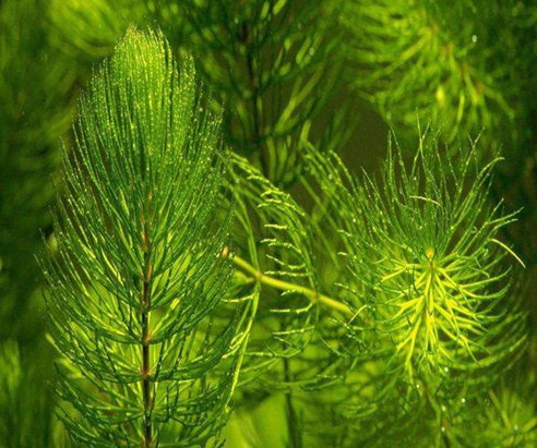 新手养鱼水草推荐_养鱼入门水草种类_水草养护中的关键细节