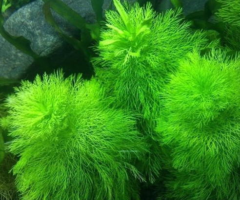 新手养鱼水草推荐_水草养护中的关键细节_养鱼入门水草种类
