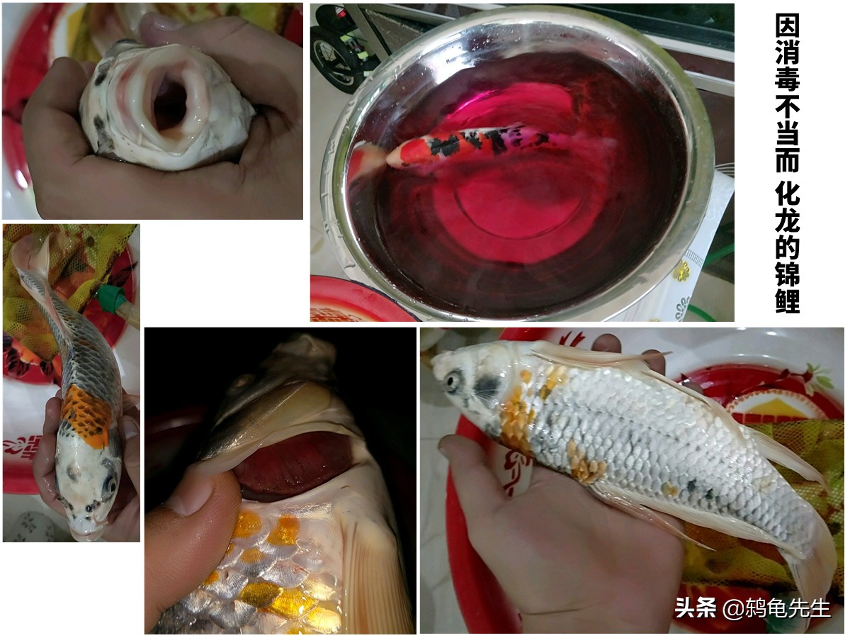 新鱼缸和新鱼入缸，真的必须先消毒杀菌吗？请让小鱼儿告诉您真相-派特超人-宠物