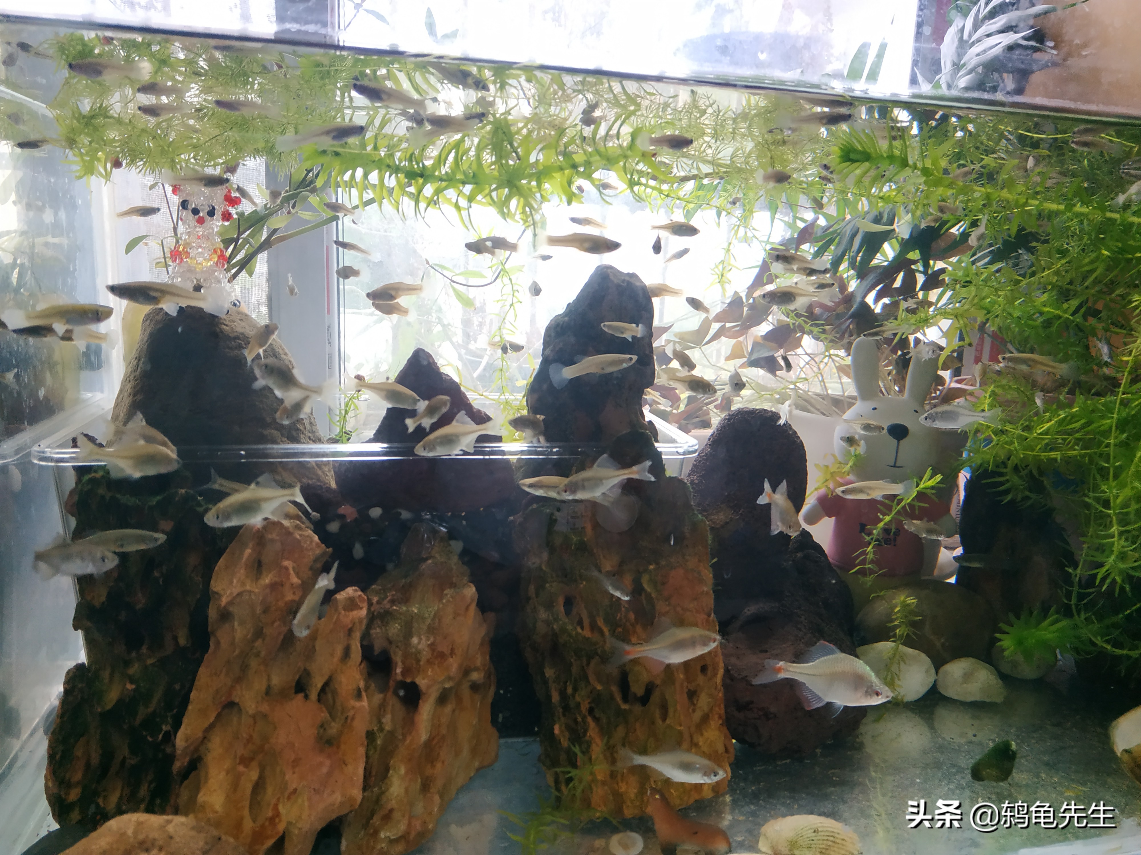 鱼缸养鱼消毒杀菌误区_鱼缸消毒的正确操作流程_新鱼缸消毒杀菌必要性